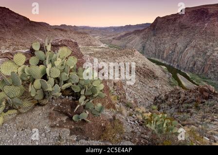 Kaktus aus Kaktus mit Kaktus aus Kaktus, Rio Grande im Madera Canyon, nach Sonnenuntergang von La Questa (Big Hill), der River Road im Big Bend Ranch State Park, Texas, USA Stockfoto