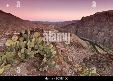 Kaktus aus Kaktus mit Kaktus aus Kaktus, Rio Grande im Madera Canyon, Mondaufgang bei Sonnenuntergang, von La Questa (Big Hill), der River Road, Big Bend Ranch State Park, Texas Stockfoto