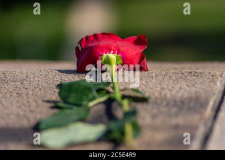 Abgelegte rote Rose links auf der Betonbalustrade, Symbol der unerfüllten Liebe (einseitige Liebe) Stockfoto