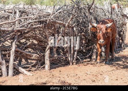 Eine nguni Kuh bei einem Kraal in einem Himba Dorf in der Nähe von Epupa Stockfoto