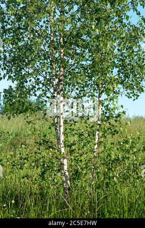 Birken bei Tageslicht. Weiße Birken und grünes Gras, blauer Himmel. Stockfoto