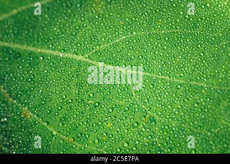 Frisches Wasser Tropfen auf Green Plant Leaf Nahaufnahme Stockfoto