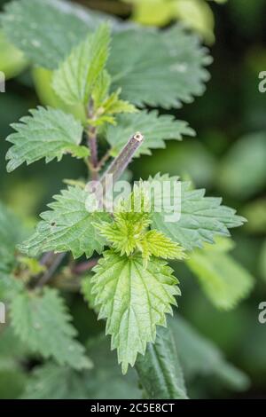 Neue junge Brennnessel / Urtica dioica Blätter gebildet, nachdem sie zurück im Frühsommer geschnitten. Diese sekundären hellgrünen Blätter können gefressen und als Nahrung gegessen werden. Stockfoto