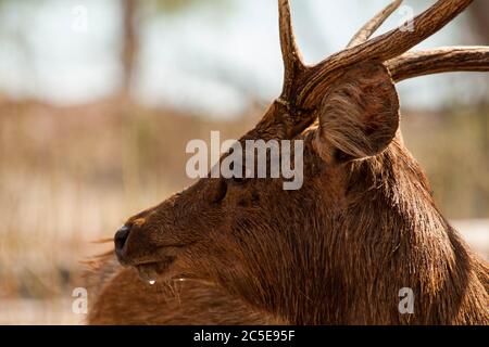 Nahaufnahme des männlichen Hirsches Stockfoto