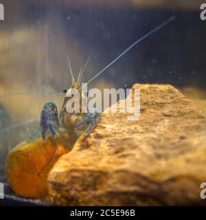 Marmorkrebse, die an einem Stein in einem Aquarium sitzen. Procarambus virginalis. Selektiver Fokus Stockfoto