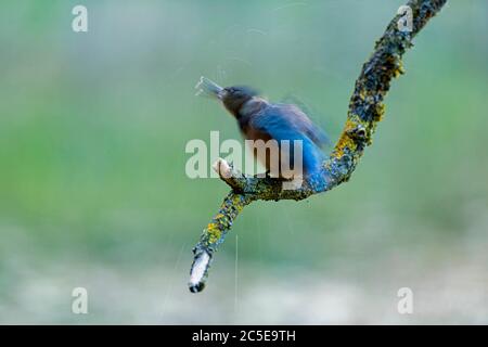 Ein Jungvogel (Alcedo atthis) schüttelt nach der Jagd vom Wasser ab Stockfoto