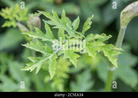 Junges blassgrünes Blatt / Faltblatt von Hogweed, Cow Pasnip / Heacleum sphondylium. Gemeinsames Unkraut von Abfallboden, Hecken & Landwirtschaft. Stockfoto