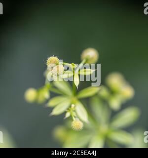 Maco Nahaufnahme der reifenden Samen von Cleavers, Goosegrass / Galium aparine. Oberfläche hat gehakte Haare, um die Samendispergierung zu unterstützen. Oberflächennahe DoF. Stockfoto