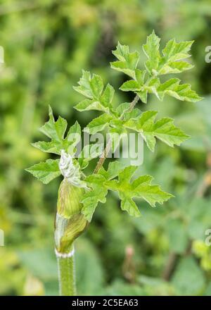 Junges blassgrünes Blatt / Faltblatt von Hogweed, Cow Pasnip / Heacleum sphondylium. Gemeinsames Unkraut von Abfallboden, Hecken & Landwirtschaft. Stockfoto