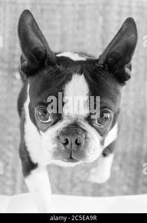 Boston Terrier. Schwarzweiß-Porträt Stockfoto