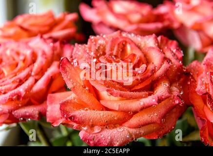 Schöne natürliche rote Rosen mit Wassertropfen Stockfoto