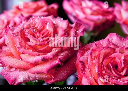 Schöne natürliche rosa Rosen mit Wassertropfen Stockfoto