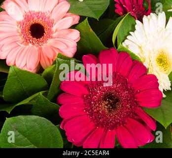 Abstrakter Hintergrund von bunten Gerbera Blumen Stockfoto
