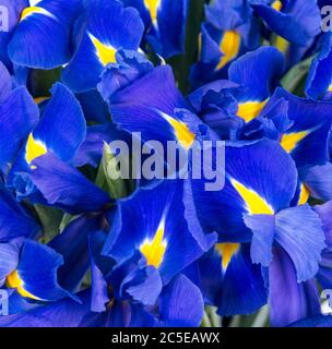 Abstrakter Hintergrund von Iris Blumen Stockfoto