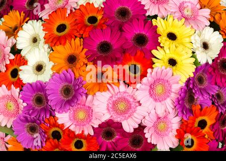 Abstrakter Hintergrund von bunten Blumen Stockfoto