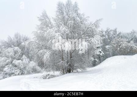 Winterlandschaft, Moskau, Russland. Schöne Bäume bedeckten frischen Schnee. Landschaft des Stadtparks nach Schneefall. Landschaftlich schöner Blick auf den blauen verschneiten Wald. Stockfoto