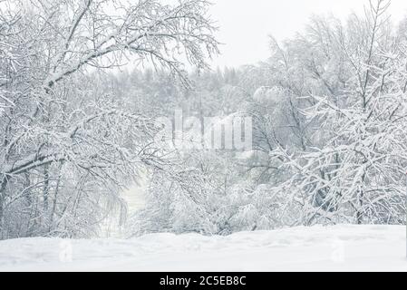 Winterlandschaft, Moskau, Russland. Panorama von schönen Bäumen bedeckt frischen Schnee. Landschaft des Stadtparks am Fluss nach Schneefall. Landschaftlich schöner Blick auf den blauen Sno Stockfoto