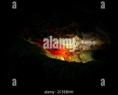 Elektrische Clam oder Ctenoides Ales in einer beleuchteten Höhle mit schwarzem Hintergrund. Foto von einem tropischen Korallenriff in Puerto Galera, Philippinen. Elektrische Flammenmuschel, Disco Muschel und Disco Muschel Stockfoto