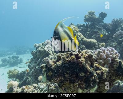 Maurisches Idol, Zanclus cornutus, an einem Korallenriff am Roten Meer in der Nähe von Hurghada, Ägypten. Blaues Wasser und Arten von harten Korallen Stockfoto