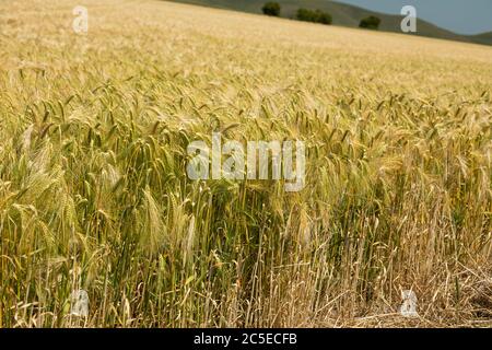 Ein Bereich der Reifung Gerste in Wiltshire, England, Großbritannien Stockfoto