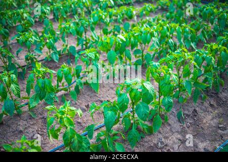 Paprika Pflanze. Pfeffer Sämlinge im grünen Haus. Bio Gemüse. Gartenbau. Stockfoto