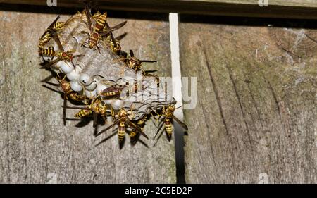 Papierwespe Vespiary an einem alten Holzzaun befestigt. Viele Wespen, die zu Eiern tendieren und sie in Zellen versiegeln. Stockfoto