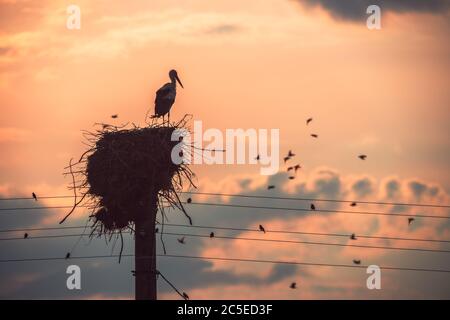 Storch in einem Nest und fliegende Vögel in einem Sonnenuntergang Himmel Stockfoto