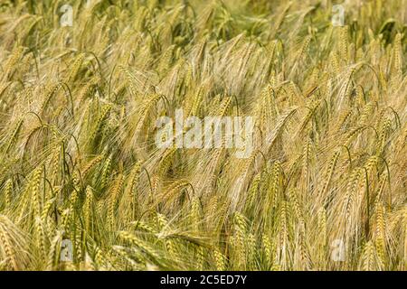 Nahaufnahme der reifenden Gerste in einem Feld in Wiltshire, England, Großbritannien Stockfoto