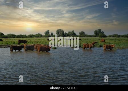 Europa Niederlande Tour durch den Kanal, Rindfleisch stehen im Kanal und abkühlen, während Sonnenuntergang Stockfoto