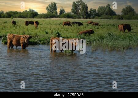 Europa Niederlande Tour durch den Kanal, Rindfleisch stehen im Kanal und abkühlen, während Sonnenuntergang Stockfoto