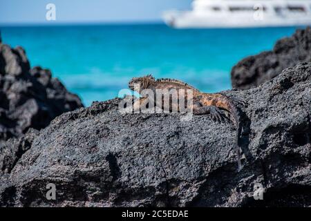 Eine Marine-Leguan, die auf einem Felsen der Insel Santa Cruz in den Galapagos ruht. Stockfoto