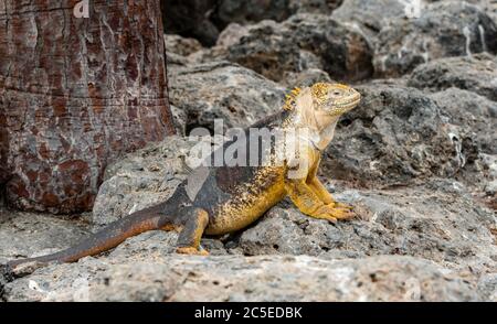 Ein großes Land Leguan Spaziergänge zwischen den Steinen von South Plaza Island, Galapagos. Stockfoto