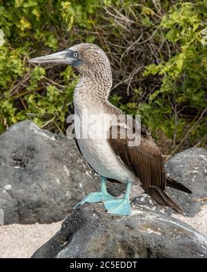 Ein blaufüßige Booby steht auf einem Stein in der Nähe seines Eies an einem kleinen Strand der Insel Lobos, in der Nähe von San Cristobal, Galapagos Stockfoto