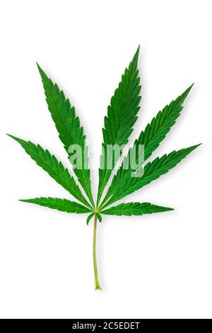 Cannabis, Marihuana Blätter isoliert auf weiß Stockfoto