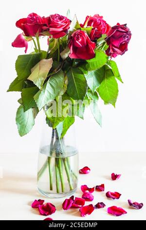 Seitenansicht des Bouquets aus verwelkten roten Rosenblüten in Glasvase und gefallenen Blütenblättern auf hellbraunem Hintergrund Stockfoto