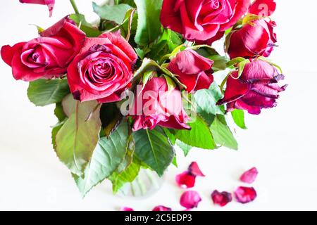 Oben Ansicht von Bouquet von verwelkt roten Rosenblüten in Glasvase und gefallenen Blütenblättern auf hellbraunem Tisch (Fokus auf die Blüte im Vordergrund) Stockfoto