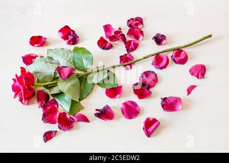 Verwelkt rote Rosenblüte und viele gefallene Blütenblätter auf blassbraunen Tisch Stockfoto