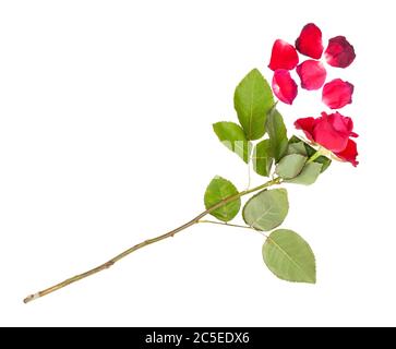 Verwelkte rote Rosenblüte und gefallene Blütenblätter isoliert auf weißem Hintergrund Stockfoto