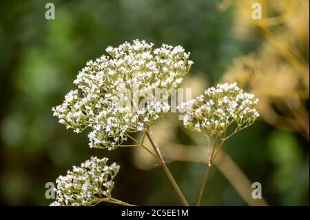 Botanische Sammlung von medinalen Pflanzen und Kräutern, Baldrian oder Valeriana officinalis Pflanze im Sommer Stockfoto