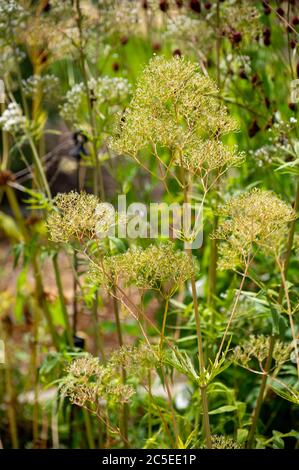 Botanische Sammlung von medinalen Pflanzen und Kräutern, Baldrian oder Valeriana officinalis Pflanze im Sommer Stockfoto