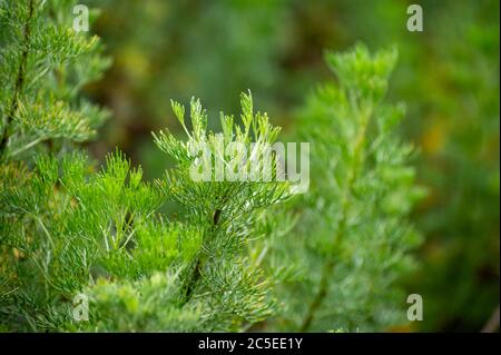 Botanische Sammlung von medizinischen und kosmetischen Pflanzen und Kräutern, Artemisia abrotanum oder Südholz, Lad's love plant im Sommer Stockfoto