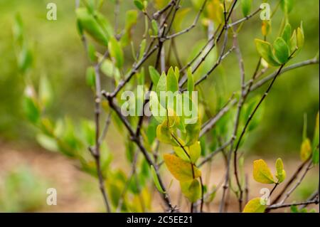 Botanische Sammlung von medizinischen und kosmetischen Pflanzen und Kräutern, Jojoba Simmondsia chinensis oder Ziegennuss, pignut, Haselnuss, Chininnuss, coffeeeberry Stockfoto