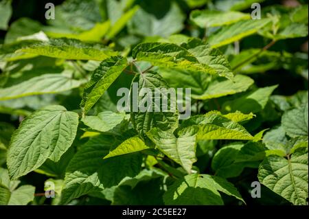 Botanische Sammlung von Heilpflanzen und Kräutern, Eleutherococcus senticosus oder Teufelsbusch, sibirischen Ginseng, eleuthero endemische Pflanze Stockfoto