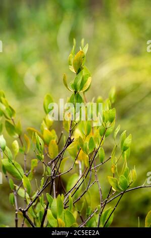 Botanische Sammlung von medizinischen und kosmetischen Pflanzen und Kräutern, Jojoba Simmondsia chinensis oder Ziegennuss, pignut, Haselnuss, Chininnuss, coffeeeberry Stockfoto