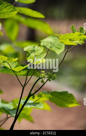 Botanische Sammlung von Heilpflanzen und Kräutern, Eleutherococcus senticosus oder Teufelsbusch, sibirischen Ginseng, eleuthero endemische Pflanze Stockfoto