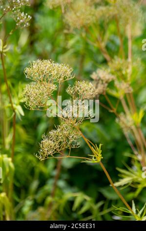 Botanische Sammlung von medinalen Pflanzen und Kräutern, Baldrian oder Valeriana officinalis Pflanze im Sommer Stockfoto