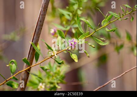 Botanische Sammlung von essbaren und Heilpflanzen, Goji-Beere oder Wolfsbeere oder Lycium chinense Pflanze in Blüte Stockfoto