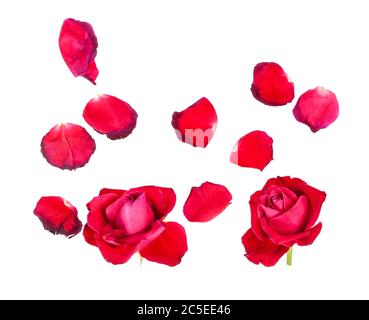Gefallene Blütenblätter und zwei verwelkte Blüten von roten Rosenblüten isoliert auf weißem Hintergrund Stockfoto