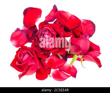 Viele gefallene Blütenblätter und verwelkte Blüten von roten Rosenblüten isoliert auf weißem Hintergrund Stockfoto