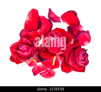 Draufsicht auf Haufen von gefallenen Blütenblättern und verwelkten Blüten von roten Rosenblüten isoliert auf weißem Hintergrund Stockfoto